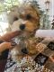 Morkie Puppies for sale in Fresno, CA, USA. price: NA