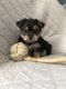 Morkie Puppies for sale in Findlay, OH 45840, USA. price: $600