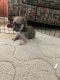 Morkie Puppies for sale in Plainfield, IL 60586, USA. price: $1,200