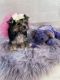 Morkie Puppies for sale in Stantonville, TN 38379, USA. price: $2,600
