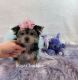 Morkie Puppies for sale in Stantonville, TN 38379, USA. price: NA