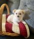 Morkie Puppies for sale in DeLand, FL 32724, USA. price: $1,800