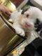 Morkie Puppies for sale in Atlanta, GA, USA. price: $1,400