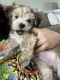 Morkie Puppies for sale in Aurora, CO, USA. price: $1,800