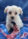 Morkie Puppies for sale in South Bend, IN, USA. price: $1,200