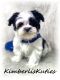 Morkie Puppies for sale in Lipan, TX 76462, USA. price: $1,800