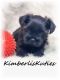 Morkie Puppies for sale in Lipan, TX 76462, USA. price: $1,800