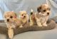 Morkie Puppies for sale in St. Petersburg, FL 33702, USA. price: NA