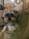Morkie Puppies for sale in Ocala, FL, USA. price: $1,300