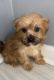 Morkie Puppies for sale in Stockbridge, GA, USA. price: $1,400