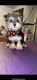 Morkie Puppies for sale in Elyria, OH 44035, USA. price: $2,000