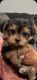 Morkie Puppies for sale in Lancaster, CA, USA. price: NA