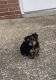Morkie Puppies for sale in Cleveland, OH, USA. price: $800