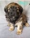 Morkie Puppies for sale in Belfry, KY 41514, USA. price: $650