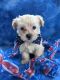 Morkie Puppies for sale in South Bend, IN, USA. price: $650
