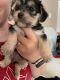 Morkie Puppies for sale in Riverview, FL, USA. price: $1,300