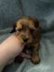 Morkie Puppies for sale in Indianapolis, IN, USA. price: $800