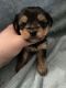 Morkie Puppies for sale in Indianapolis, IN, USA. price: NA
