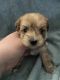 Morkie Puppies for sale in Indianapolis, IN, USA. price: NA
