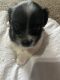 Morkie Puppies for sale in Hartford City, IN 47348, USA. price: $650