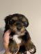 Morkie Puppies for sale in Indianapolis, IN, USA. price: $600