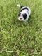 Morkie Puppies for sale in Plant City, FL, USA. price: $1,495