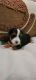 Morkie Puppies for sale in Strasburg, OH 44680, USA. price: NA