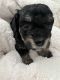 Morkie Puppies for sale in Knoxville, TN, USA. price: NA