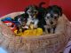 Morkie Puppies for sale in Richmond, VA, USA. price: $1,300