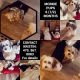Morkie Puppies for sale in Johns Creek, GA, USA. price: NA