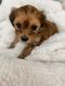 Morkie Puppies for sale in Knoxville, TN, USA. price: NA