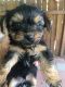 Morkie Puppies for sale in Maysville, NC, USA. price: NA