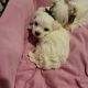 Morkie Puppies for sale in Raleigh, NC, USA. price: NA