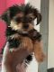 Morkie Puppies for sale in Middletown, NY 10940, USA. price: $1,200