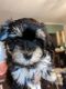 Morkie Puppies for sale in Anderson, IN, USA. price: $700