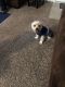 Morkie Puppies for sale in Lillington, NC 27546, USA. price: NA