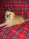 Morkie Puppies for sale in Sterling Heights, MI, USA. price: NA
