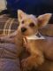 Morkie Puppies for sale in Phoenix, AZ, USA. price: $1,500
