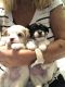 Morkie Puppies for sale in Vero Beach, FL, USA. price: NA