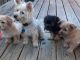 Morkie Puppies for sale in Hartford, CT, USA. price: $1,500