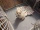 Morkie Puppies for sale in Anderson, IN, USA. price: $500