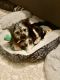 Morkie Puppies for sale in Madison, MS 39110, USA. price: NA
