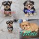 Morkie Puppies for sale in Summerville, SC, USA. price: $2,000