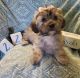 Morkie Puppies for sale in Tempe, AZ, USA. price: $1,400