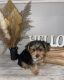 Morkie Puppies for sale in Hamilton Township, NJ, USA. price: $2,000