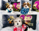 Morkie Puppies for sale in Chicago, IL, USA. price: $1,765