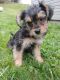 Morkie Puppies for sale in Pittsburgh, PA, USA. price: $700