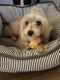 Morkie Puppies for sale in Laguna Niguel, CA, USA. price: $700