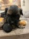 Morkie Puppies for sale in Hawthorne, FL 32640, USA. price: NA