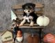 Morkie Puppies for sale in Dallas, GA 30132, USA. price: NA